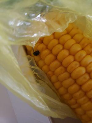 Dead fly in corn from Captain D's
