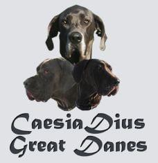 Caesia Dius Great Danes