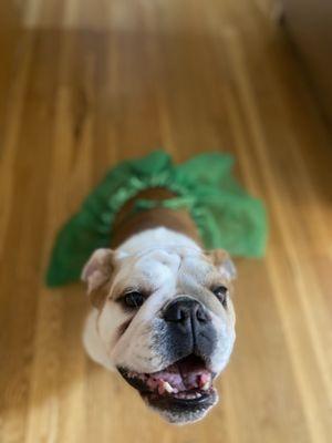 Sunshine Pet Sitting & Dog Walking