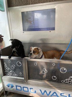 Honestly was so impressed with the self dog wash station! Super easy to use and has two hook for both my dogs! Def will be returning!