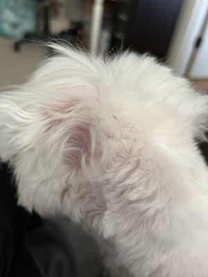 Looks like she accidentally shaved too ouch off one of her ears and got the skin in the process.