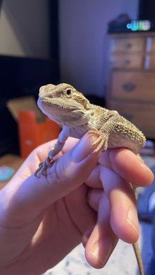 Snouts, Scales & Tales Pet Services