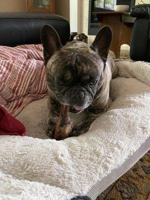 BluePearl Pet Hospital