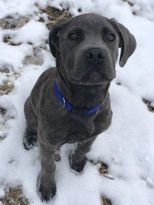 Click Treat Repeat Canine Coaching