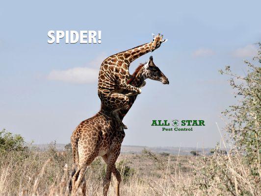 All Star Pest Control