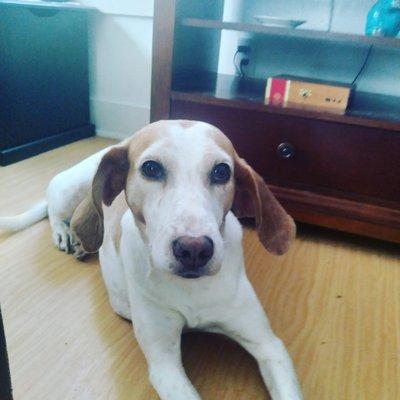 Chocowinity Veterinary Hospital