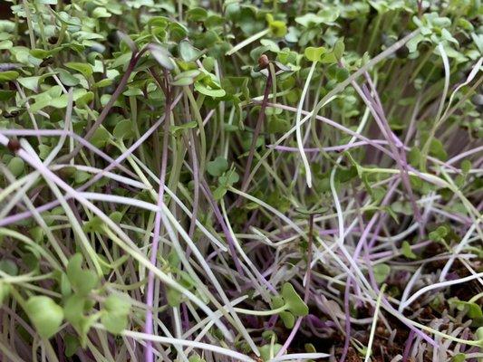 GRO Radish greens add zip to your salads