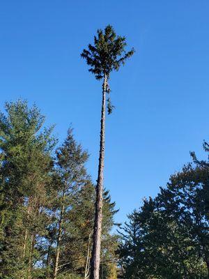 Westland Tree Service