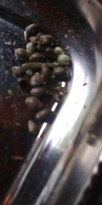 Seeds from a joint's worth of Agent Orange.