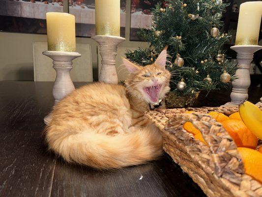 King Maine Coon Mustang cat yawning at Maine Coon Cattery located in Renton Washington