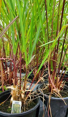 Okubo Farm & Greenhouses
