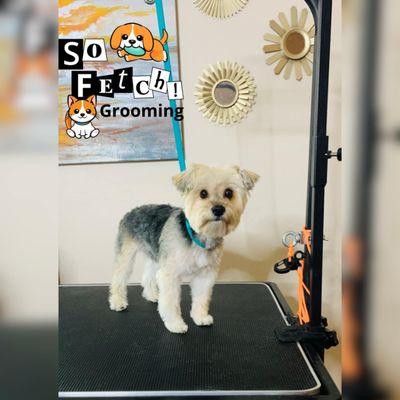 So Fetch Grooming