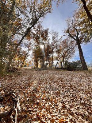 Ambrose Carson River Natural Area
