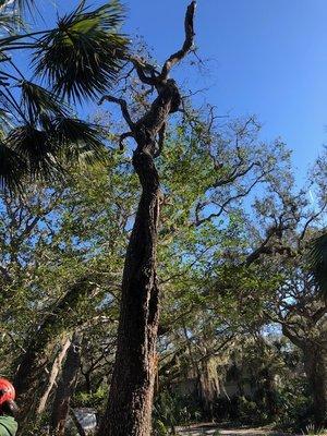 Gage Tree Care