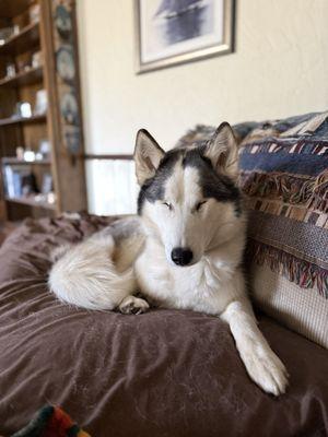 Nova. My foster fail that had to have her eyes removed 6wks after coming to rescue