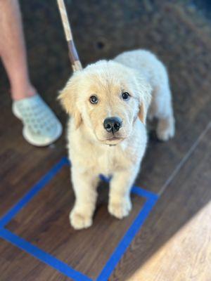 Duke is practicing his leash skills.