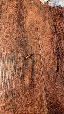 Cucaracha en el baño.