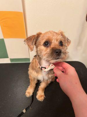 Pampered Paws Pet Spa