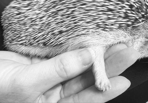 Bridges Professional Park Animal Hospital