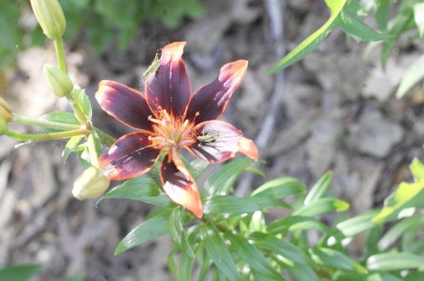 One of the pretty flowers