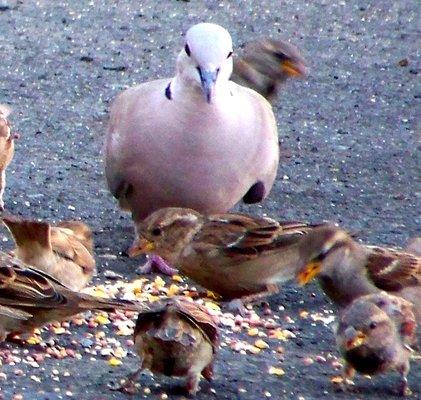 manager feeds the locals - here a collared eurasian dove supervises his sparrow buddies