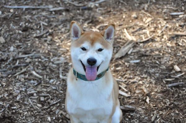 Canine Comfort Corner