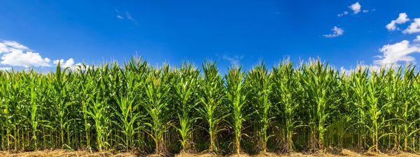 Genske Mulder & Company