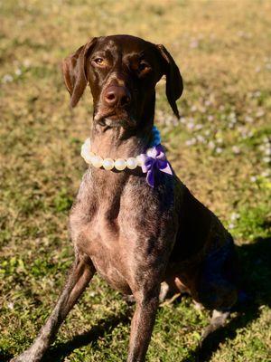 Morgan Veterinary Practice