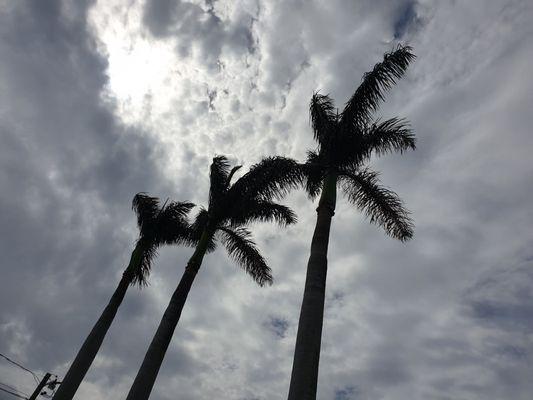 Touch Of Class Tree Service