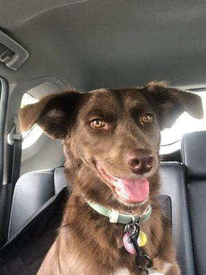 Noah's Ark Pet Salon