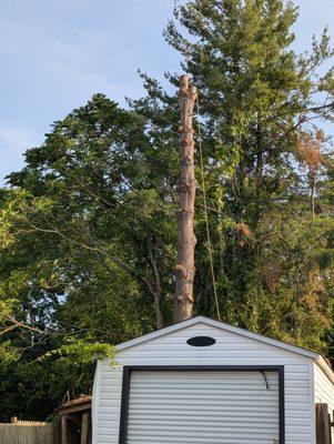 Chainsaw Monkey Tree Service