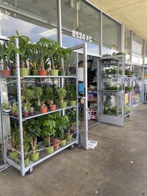 A huge selection of indoor plants!