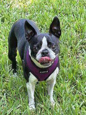 Mama Colleen's Personal Pet Care