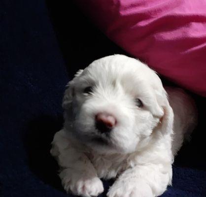 Little Critter's Puppy Rescue