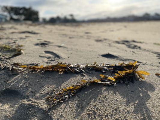 Twin Lakes State Beach