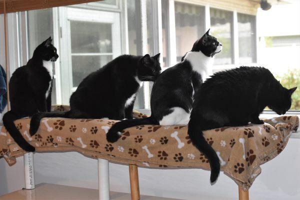 Broadway Cat Hospital