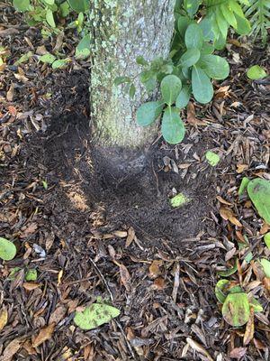 Treemendous Consulting Group