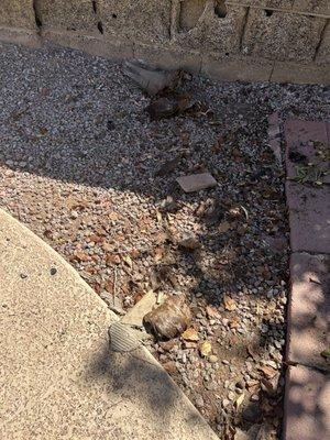 Tri State Pest Management