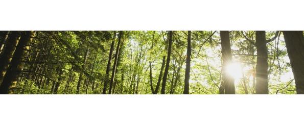 Green Mountain Logging