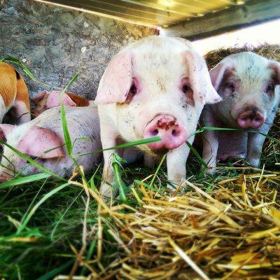 Monroe Family Organics