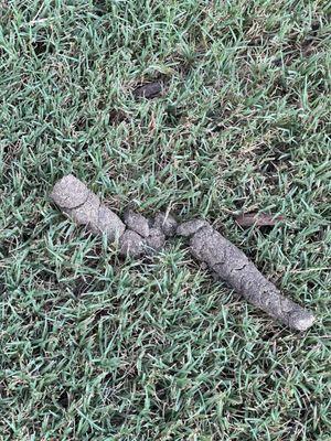 Harrison at Braselton