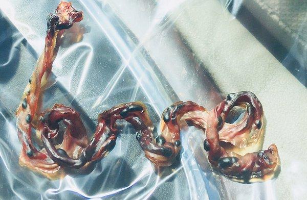 Ivy Midwifery Services