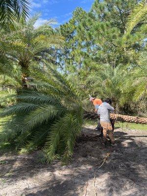 Luxury Palm Landworks