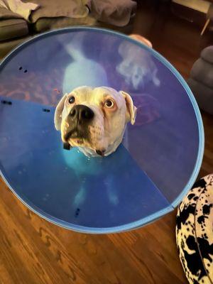 Northshore Animal Care Clinic