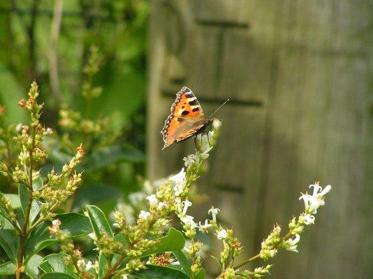 J Rock Custom Hardscapes