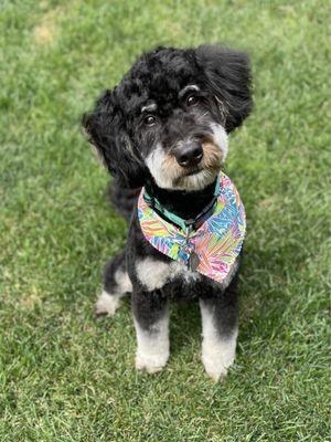 My golden mountain doodle after his most recent grooming.