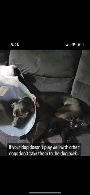 Labrador retriever attacked at this dog park