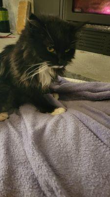 Healing Arts Chiropractic