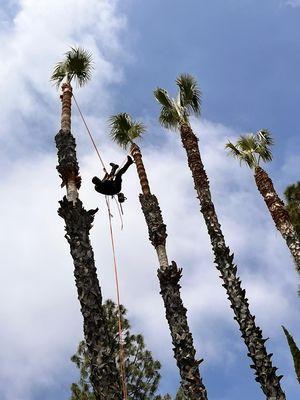 Best Design Landscaping