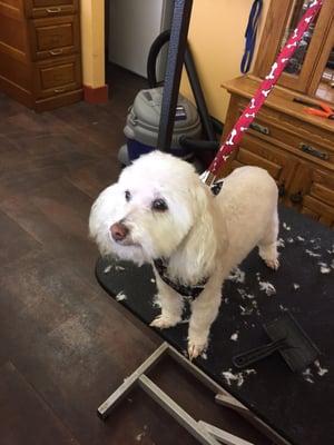 Gizmo the maltipoo